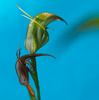 Greenhood Orchid